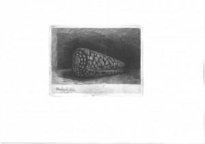 Раковина (Conus Marmoreus), 1650